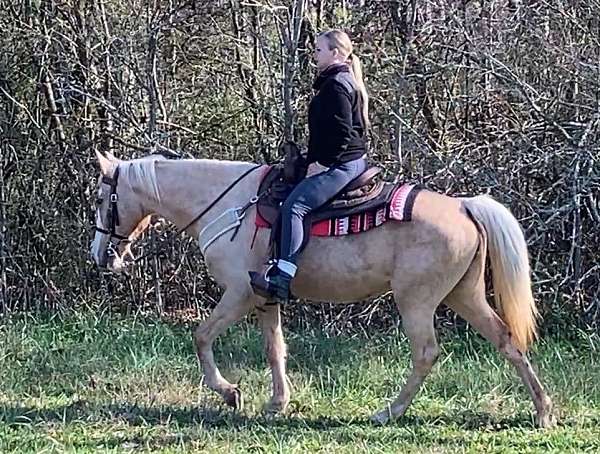 gaited-trail-riding-tennessee-walking-horse