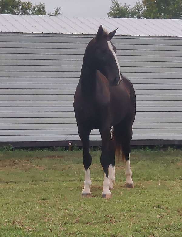 driving-harness-foal