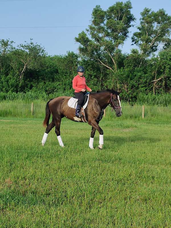 driving-harness-broodmare