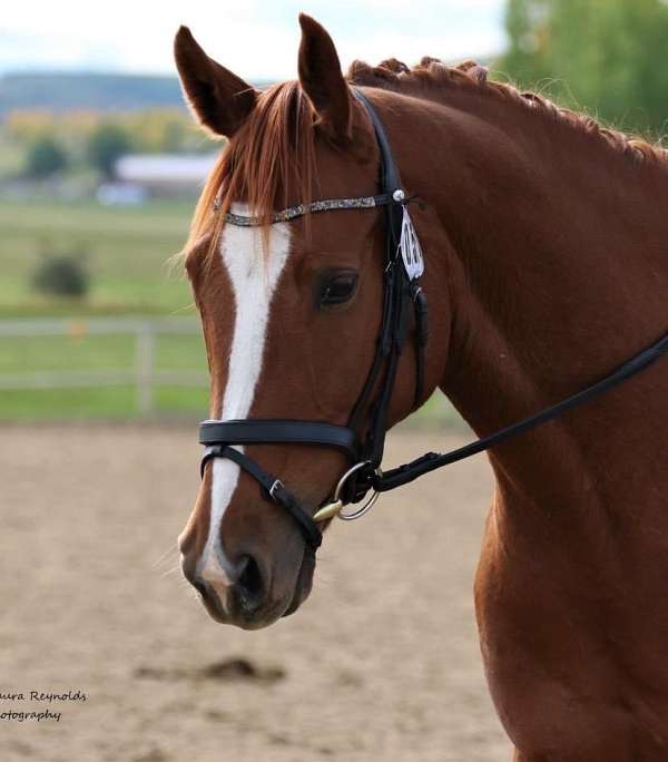 chestnut-one-white-sock-blaze-horse