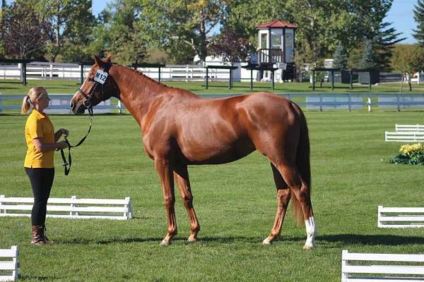 3rd-level-dressage-hanoverian-horse