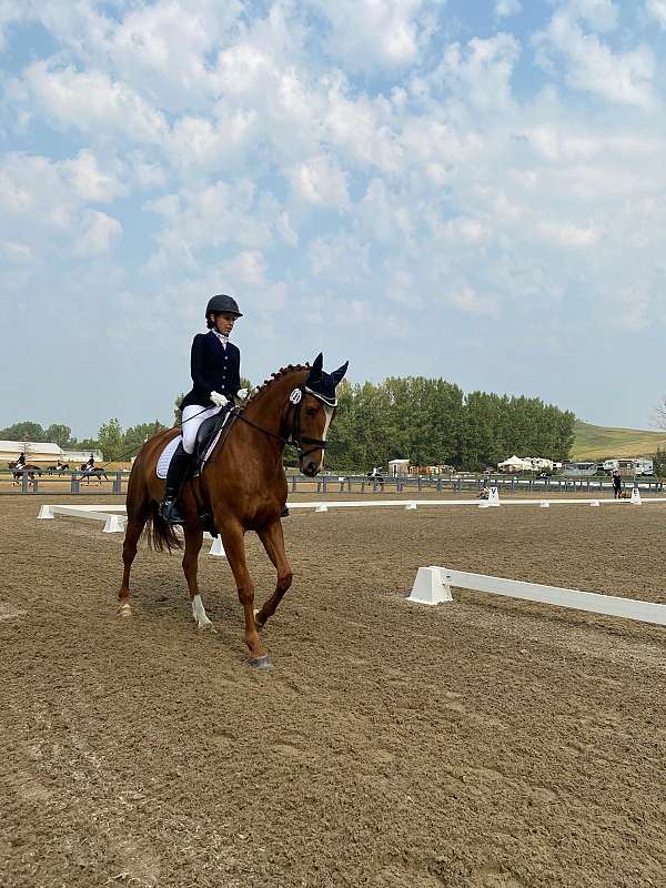 3rd-level-dressage-mare