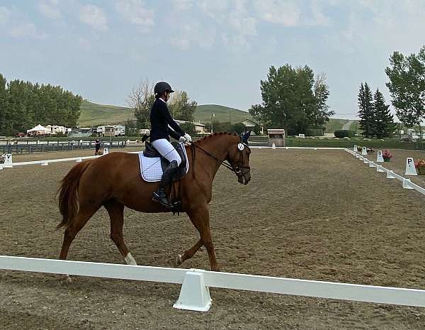 dressage-hanoverian-horse