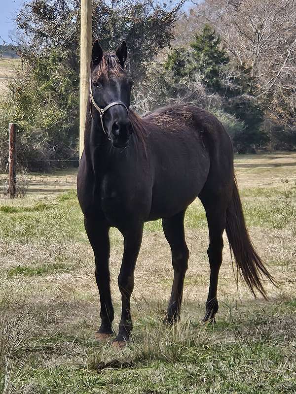 black-usta-horse