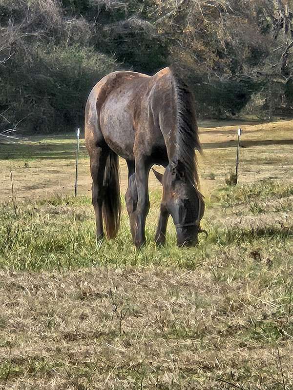 beautiful-black-standardbred-horse