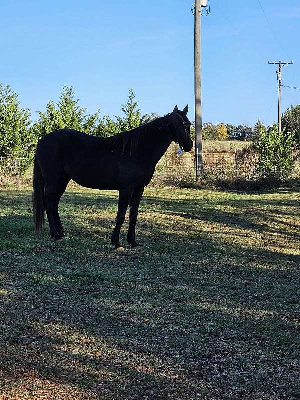 catch-standardbred-horse