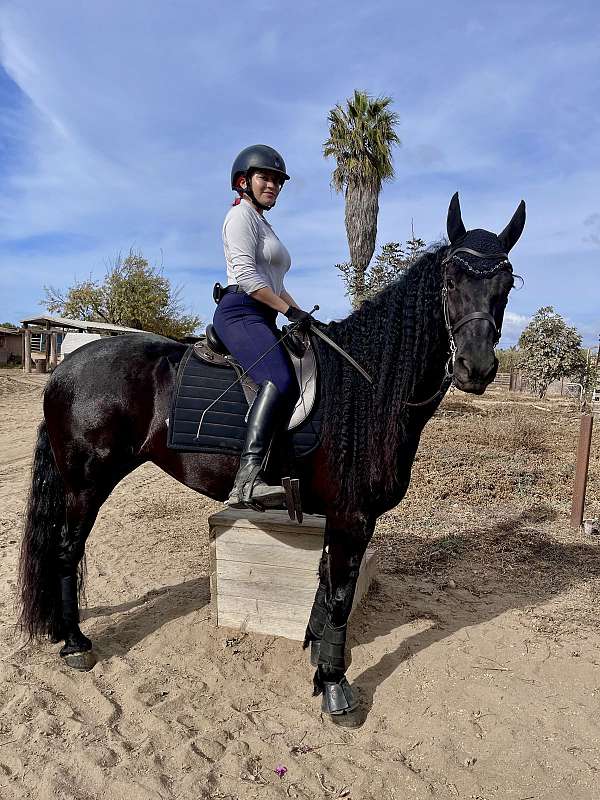 black-friesian-mare