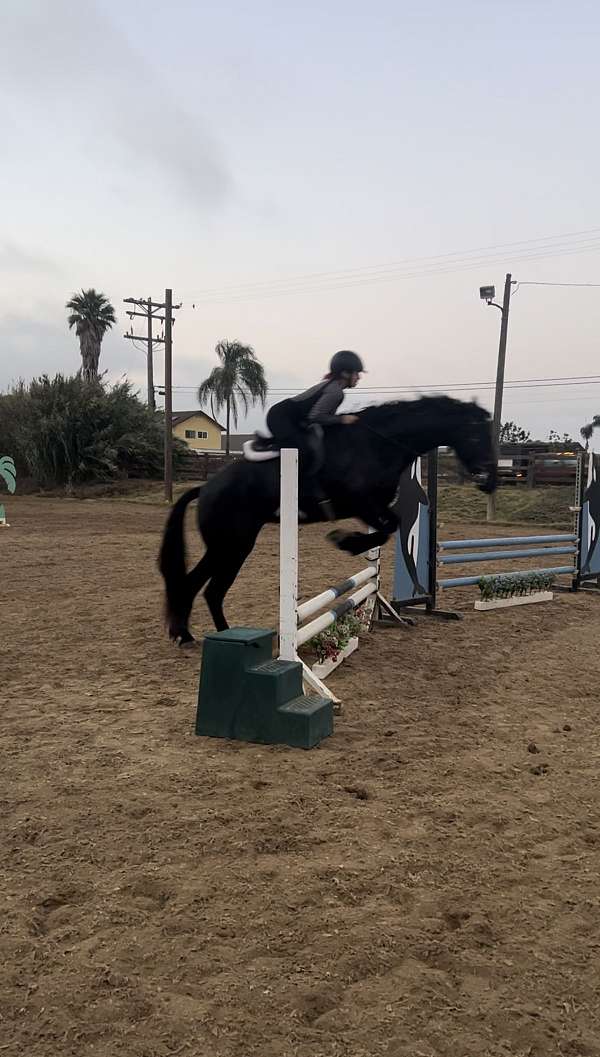 black-mare-for-sale