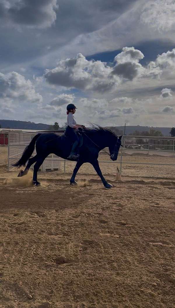 16-hand-friesian-mare