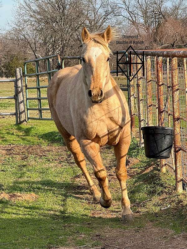 all-around-quarter-horse