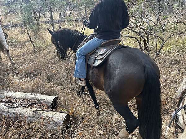 quarter-horse-gelding