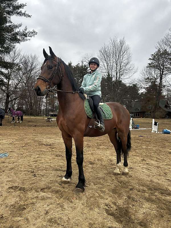 adha-friesian-gelding