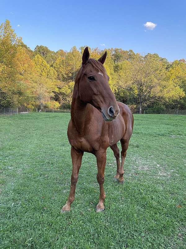 jumping-appendix-thoroughbred-horse