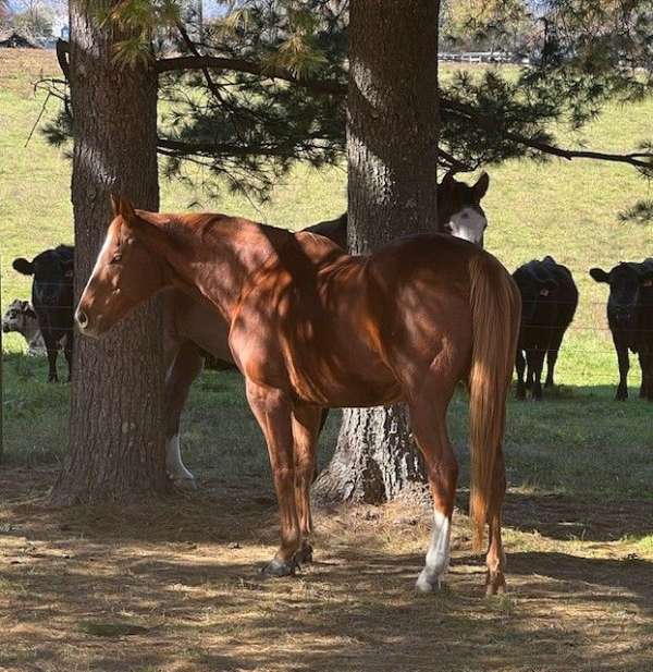 chestnut-hind-sock-blaze-horse