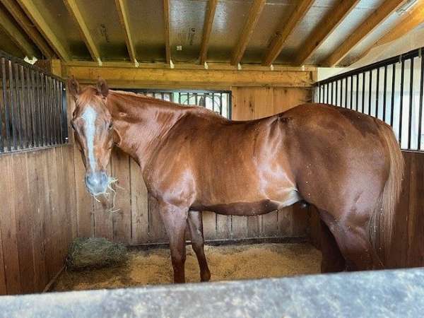 companion-horse-pasture-buddy-thoroughbred-horse