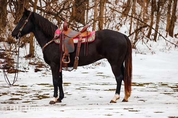 all-around-quarter-horse