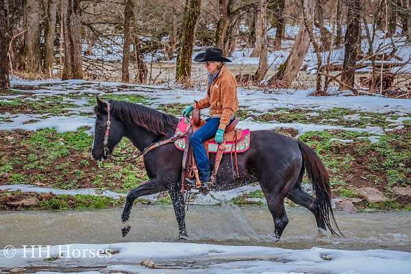 drill-team-quarter-horse