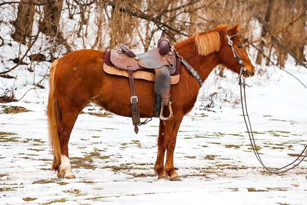 all-around-quarter-pony