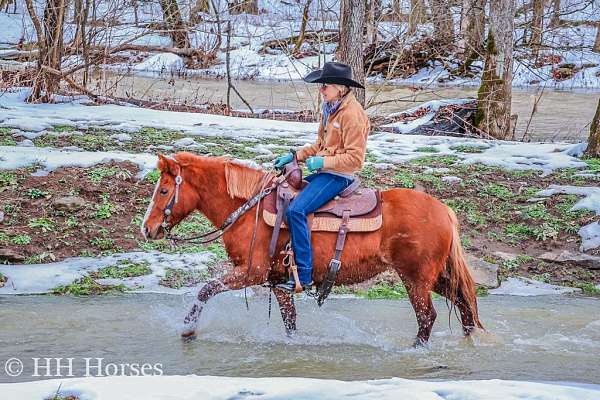 beginner-quarter-pony