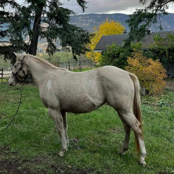 tobiano-a-couple-splashes-horse