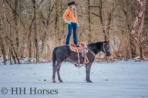 all-around-missouri-fox-trotter-horse