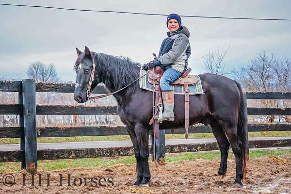 crossbred-missouri-fox-trotter-horse