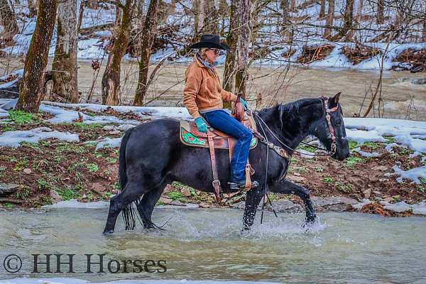 easy-to-sit-missouri-fox-trotter-horse