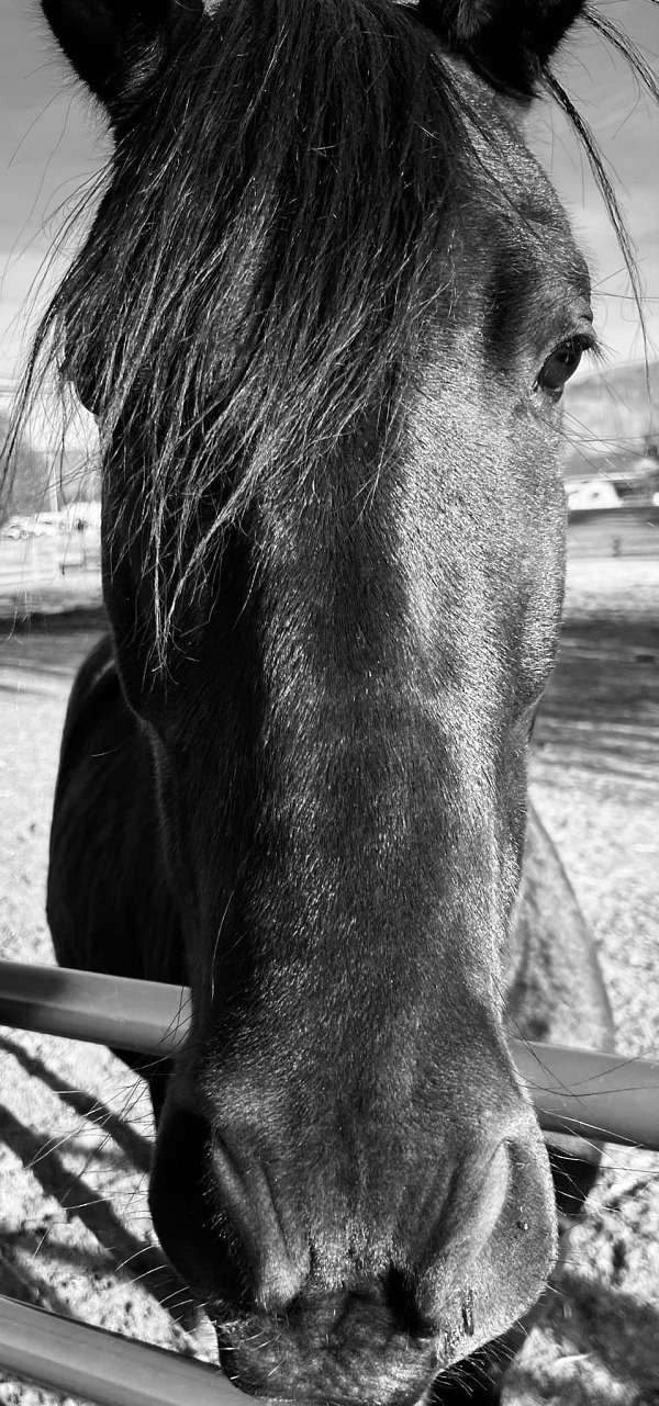 santa-rosa-friesian-horse