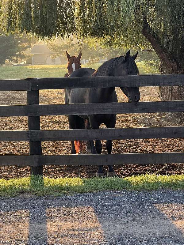 and-hoof-care-gelding