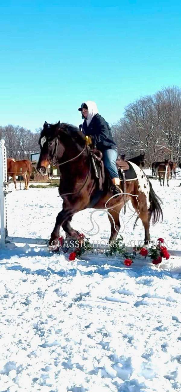 classic-appaloosa-horse