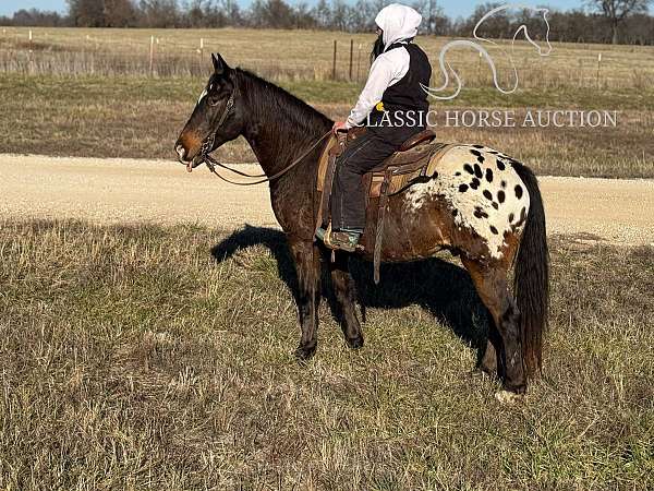 docs-appaloosa-horse