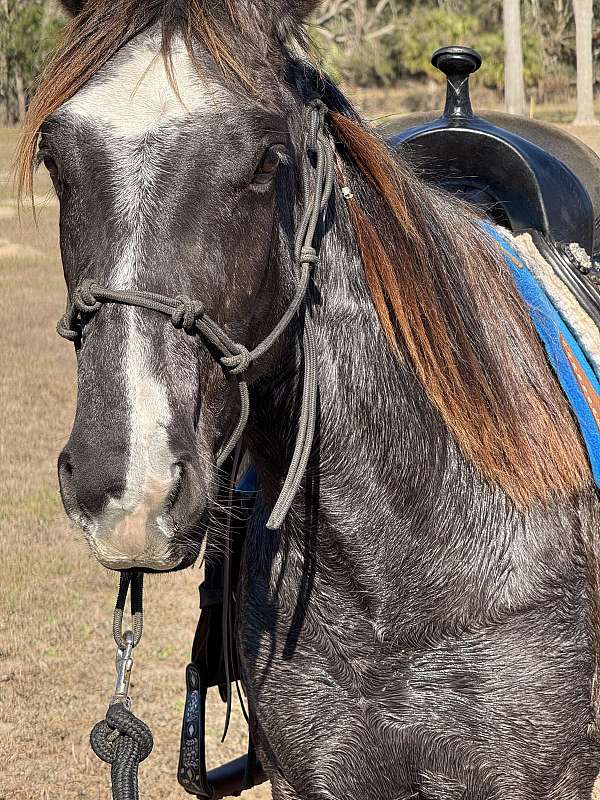 one-white-patch-three-socks-a-blaze-pony