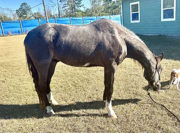 blue-roan-one-white-patch-three-socks-a-blaze-pony