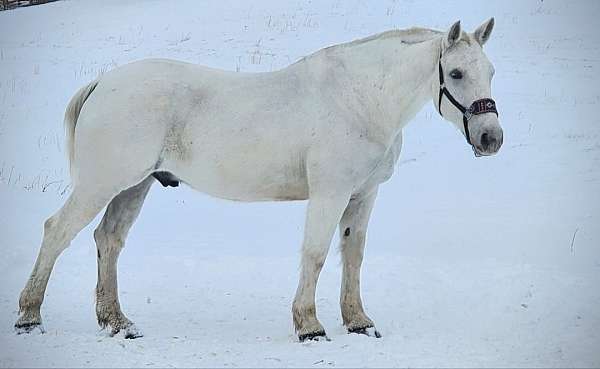 pennsylvania-pony