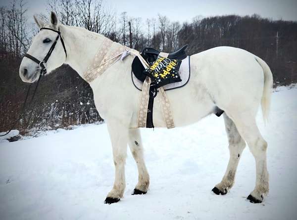 carriage-rides-pony