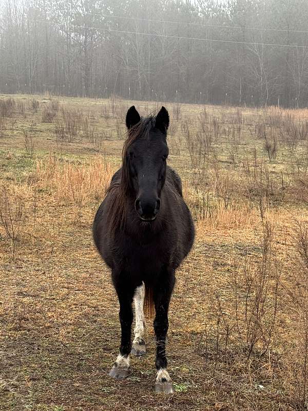 brown-filly-mare