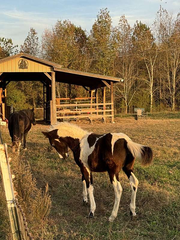 ridden-western-paint-horse