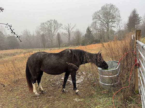 western-pleasure-paint-horse