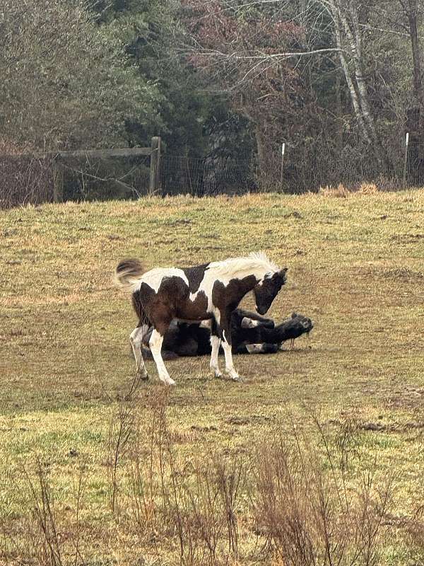 piebald-blue-eyed-horse