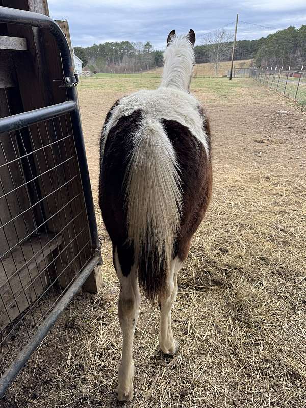 piebald-gaited-horse