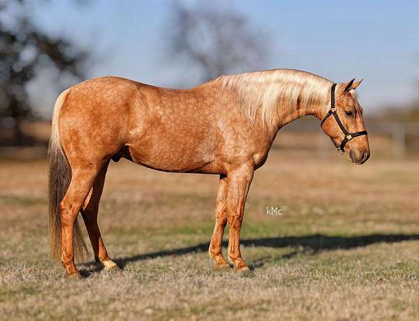 all-around-quarter-horse