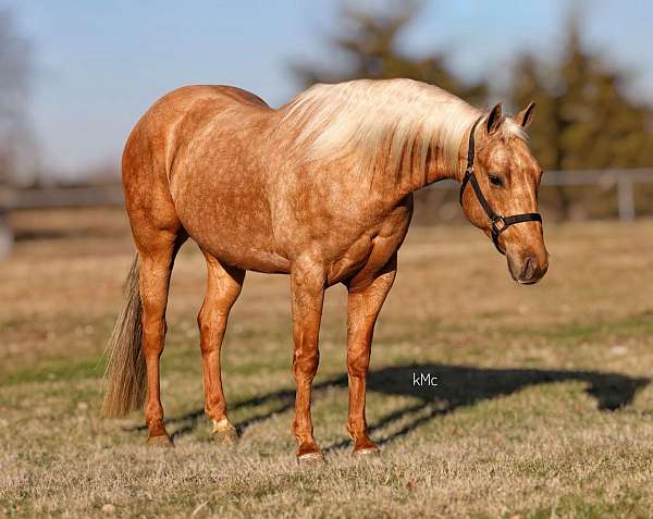 athletic-quarter-horse