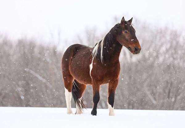 back-up-pony