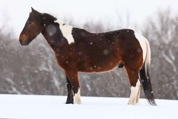 jr-rodeo-pony