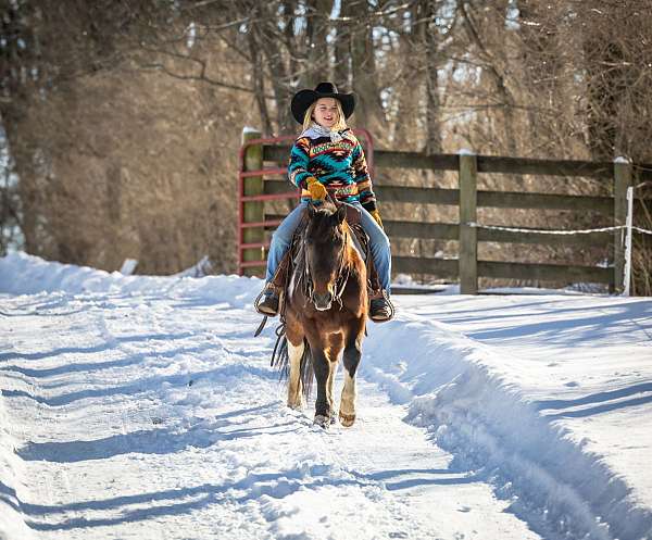 spotted-gelding-pony