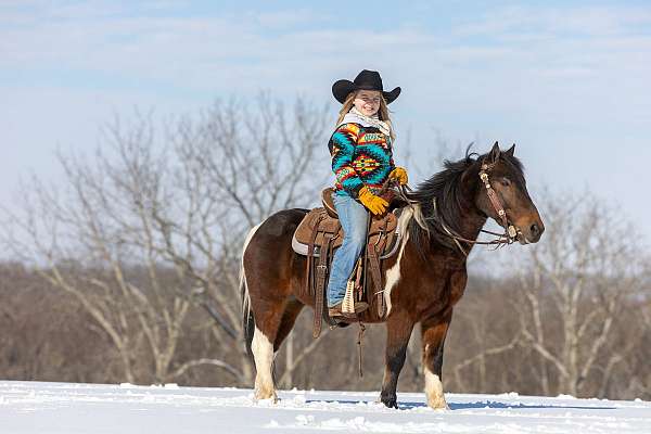 kind-eyed-gelding