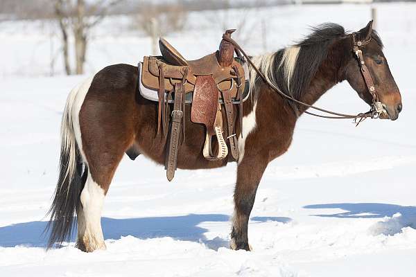 nice-pony-gelding