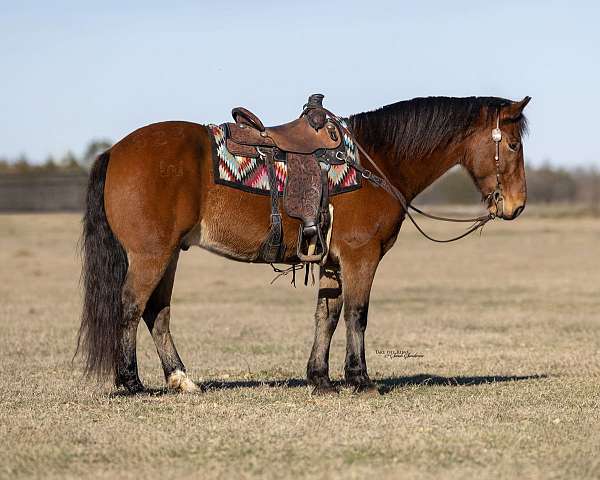 all-around-draft-horse