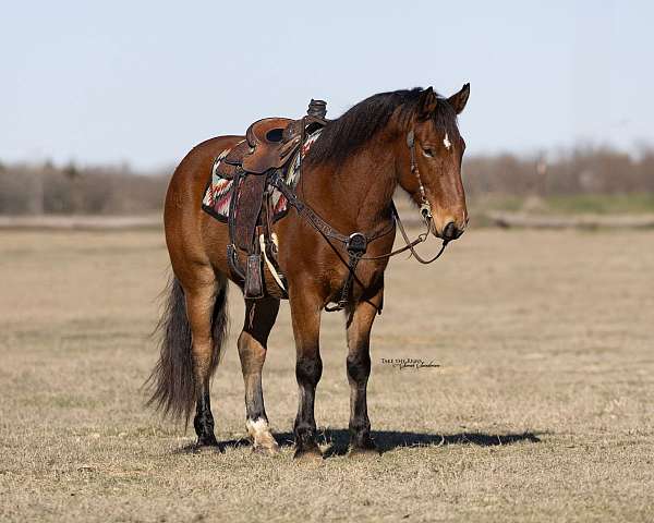 beginner-draft-horse