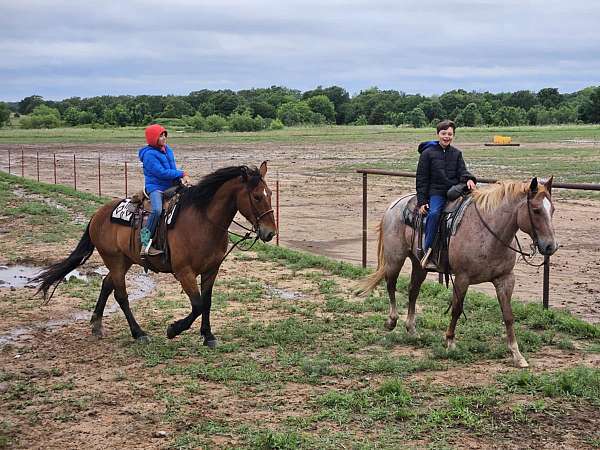 experienced-draft-horse